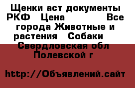 Щенки аст документы РКФ › Цена ­ 15 000 - Все города Животные и растения » Собаки   . Свердловская обл.,Полевской г.